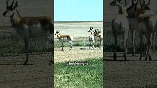 So many critters running around the ranch antelope pronghorn deer wildlife animalvideos cute [upl. by Chance]