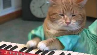 Gato tocando el piano  Cat playing keyboard [upl. by Silas591]