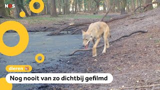 Unieke beelden van wolvin op de Veluwe [upl. by Lebasy]