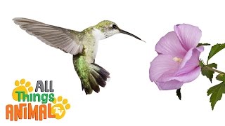 HUMMINGBIRD   Animals For Kids  All Things Animal TV [upl. by Ical55]