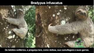 BICHO PREGUIÇA  Bradypus infuscatus [upl. by Adelheid626]