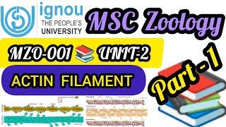 MZO001📚👉UNIT2🖊️ Actin Filaments Cytoskeleton  Microfilaments 📚✔️💯 ignou msczoology msc [upl. by Nuawaj]