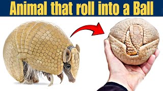 Armadillo  Animal that roll into a Ball [upl. by Neerbas847]