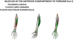 Palmaris longus Flexor carpi ulnaris and Flexor digitorum superficialis [upl. by Loise394]