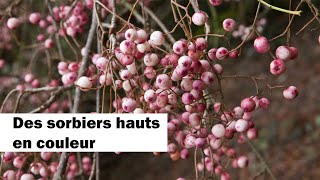 Des sorbiers pour colorer le jardin [upl. by Kumler]