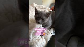 Most Intense Cat Kneading kneadingdough knead kneading cats catvideo catlove catfamily cat [upl. by Eniarda674]