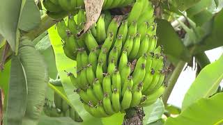 BOI GORDO E NUTRIDO NO SEMIÁRIDO SAIBA FAZER O USO DA BANANA NA DIETA DO GADO [upl. by Notrab184]