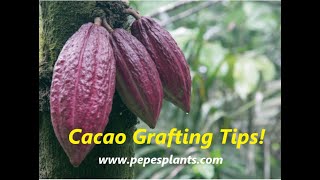 Growing Chocolate Trees in Florida  How To Graft Cacao Trees [upl. by Biddle45]