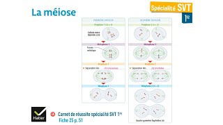 eSVT La méiose et la production de gamètes [upl. by Hedvig]