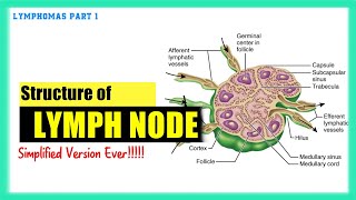 Lymph Node Structure  Best Explanation Ever  Lymphomas made Easy 1 [upl. by Sankaran]