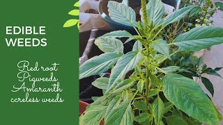 HOW TO IDENTIFY AMARANTH WEEDS FROM YOUR BACKYARD PIGWEEDS NUTRITIONAL VALUE  BENEFITS OF AMARANTH [upl. by Eugnimod]