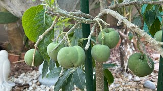 Growing White Sapote in Las Vegas [upl. by Goldshell]