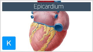 Epicardium  Definition amp Function  Human Anatomy  Kenhub [upl. by Orsay]