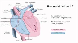 Hoe werkt het hart [upl. by Isabelita]