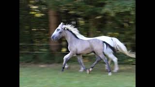 Maestoso Famosa 2024  Lipizzan Colt [upl. by Atirat]