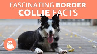 10 Fascinating Facts About the Border Collie [upl. by Jolyn853]