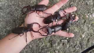 GIANT Lucanus cervus  Stag Beetle  Hirschkäfer [upl. by Intruoc]