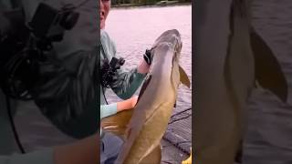 CATCHING A WISCONSIN BEAST shorts fishing musky bigfish fish wisconsin [upl. by Terrill]