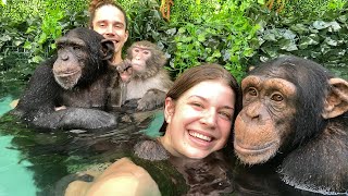 POOL TIME with CHIMPANZEES and MONKEY [upl. by Goodwin]