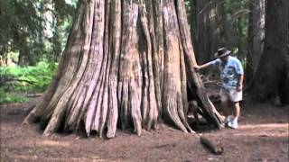 Ancient Grove of Western Red Cedars  Ross Creek Cedars  near Libby Montana MT [upl. by Justen]