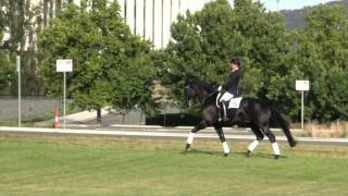 Warmblood Dressage Stallion First Kiss [upl. by Ailecec]