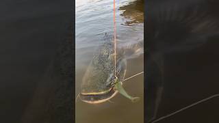 O captura impresionanta de somn fishing pescuit pyke spining song trending feed [upl. by Leyes]