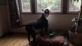 American Bulldog barking at the cat on the roof [upl. by Orwin]