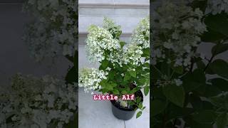 littlealfhydrangea гортензія шортс гортензия garden hortensia paniculata shorts [upl. by Nosreip770]