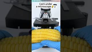 Corn মাইক্রোস্কোপ ভিউ 😱🔬 facts ytshorts tiktok tunifact Rsfactory18 [upl. by Larochelle]