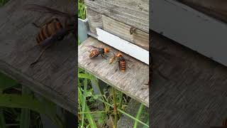 Honeybees Mistake Landing on a Giant Hornet Instead of the Hive [upl. by Hsirt615]