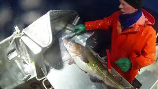 Todays Skrei Catch by Bjørkåsbuen  Long Line Fishing  Norway [upl. by Ardnuassac468]