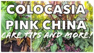 Colocasia Pink China  How to grow Amazing Tropical Leaves in your UK Garden [upl. by Peltz308]