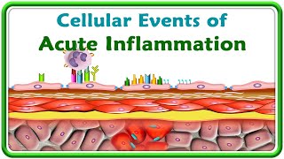 3 Cellular events of Acute Inflammation  Animation [upl. by Aynatal]