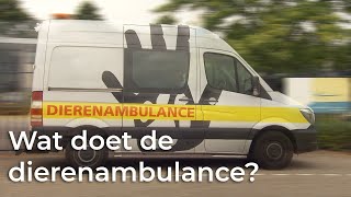 Wat doet de dierenambulance  Het Klokhuis [upl. by Ayerf635]