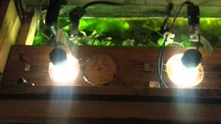 125 litre planted aquarium with GU10 LED Lightsavi [upl. by Queena]