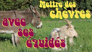 La Caprinologie  Mettre des chèvres avec ses équidés [upl. by Shornick436]