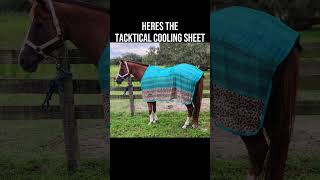 tack haul  fallontaylor countrymusic music barrelhorse tacktical horses shorts [upl. by Adnah408]