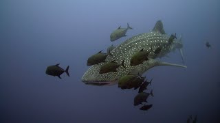 Diving at Archipelago Revillagigedo Socorro Islands  May 2023 [upl. by Efrem]