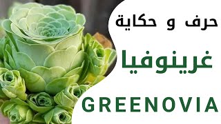 Greenovia Dodrentalis  العناية و إكثار النبات العصاري غرينوفيا [upl. by Neyugn]