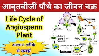 आवृतबीजी पौधे का जीवन चक्र  life cycle of angiosperm plant  avart biji paudhe ka jivan chakra [upl. by Byron]