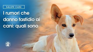 I rumori che danno fastidio ai cani quali sono  Amoreaquattrozampeit [upl. by Yannodrahc]