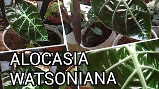 ALOCASIA WATSONIANA  Taman Hias diminanti [upl. by Merton]