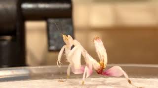 Mantid Kingdom Review Orchid Mantis Unboxing [upl. by Nordna195]