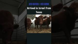 5 Red heifers  Red cows in Israel are going to secriefice for rebuilding of third temple [upl. by Ecniuq776]