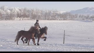 Leading from another horse with Þórarinn Eymundsson [upl. by Orv]