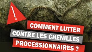 Drocatex un prototype pour lutter contre les chenilles processionnaires [upl. by Akinom]