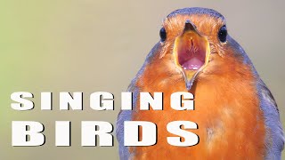 SINGING BIRDS [upl. by Laeahcim965]