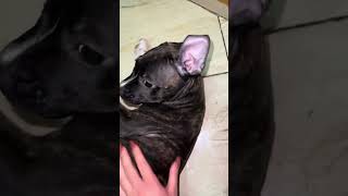 Funny dog videos try not to laugh 😆 [upl. by Lindo]