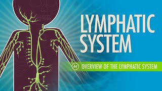 Lymphatic System Crash Course Anatomy amp Physiology 44 [upl. by Gillie]