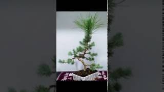 Bonsai Pinus Pinea Evolución [upl. by Aidil662]